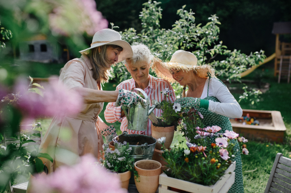 Happy three senior women friends planting flowers together outdoors, community garden concept.