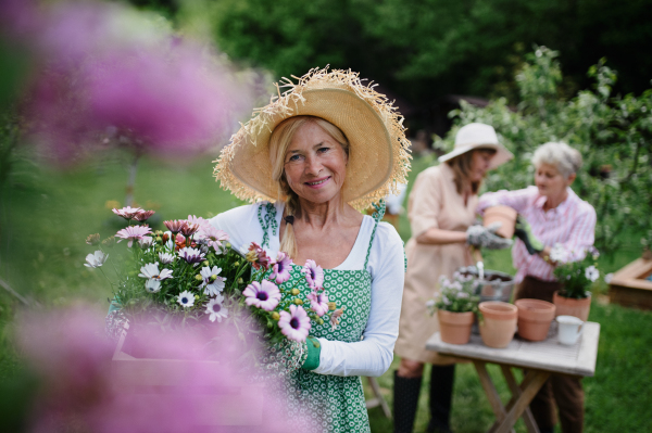 Senior woman florist carrying a crate with planted flowers outdoors in garden, looking at camera, community garden concept.