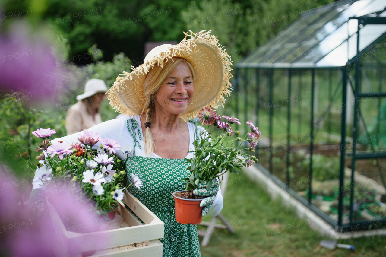 A senior woman florist carrying crate with planted flowers outdoors in garden.