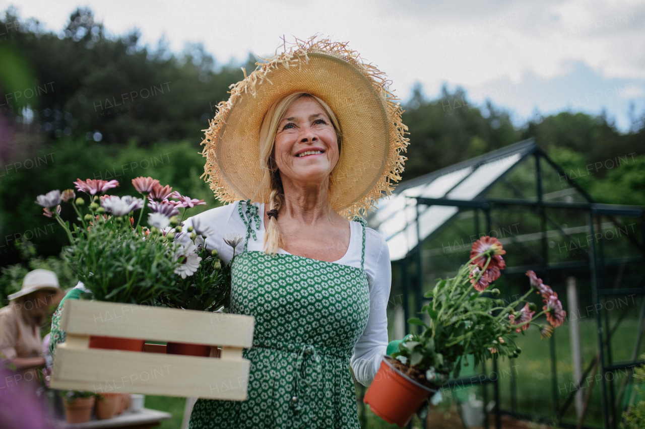 A senior woman florist carrying crate with planted flowers outdoors in garden.