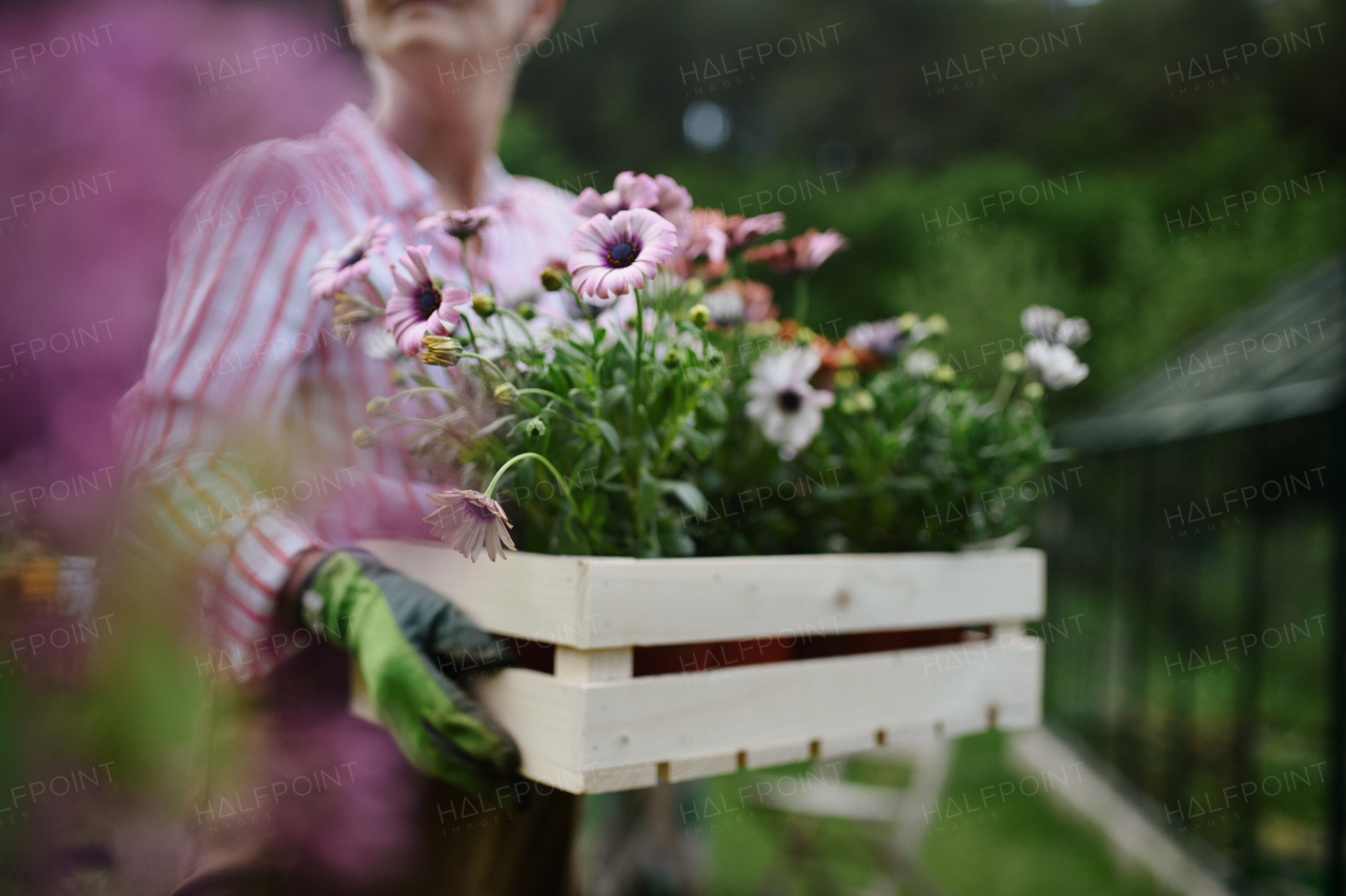 A senior woman florist carrying crate with planted flowers outdoors in garden.