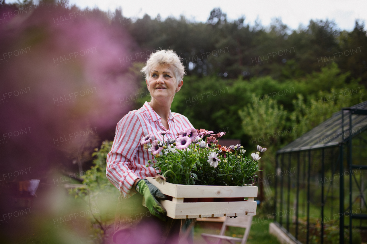 A senior woman florist carrying crate with planted flowers outdoors in garden.