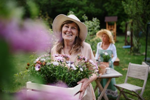 Happy senior woman florist carrying crate with planted flowers outdoors in garden, community garden concept.