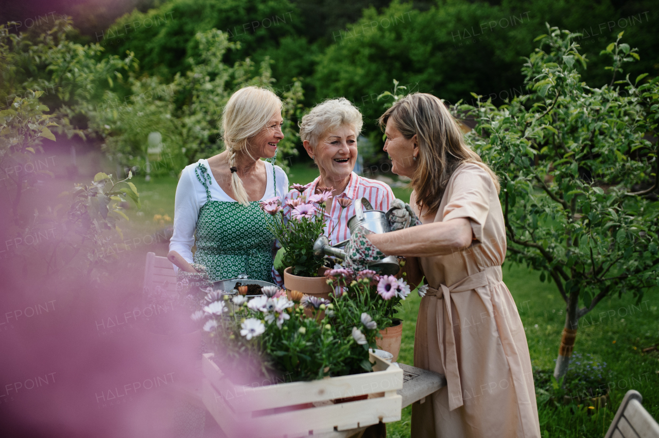 Happy three senior women friends planting flowers together outdoors, laughing, community garden concept.