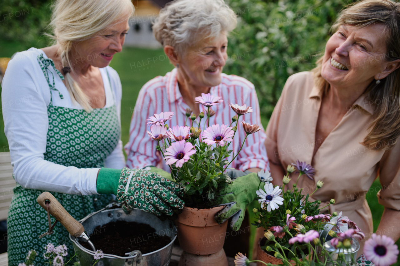 Happy three senior women friends planting flowers together outdoors, laughing, community garden concept.