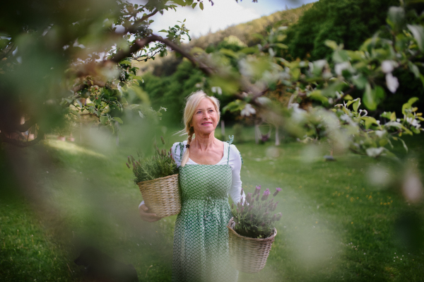 A portrait of happy senior woman florist carrying baskets with planted lavender outdoors in garden.