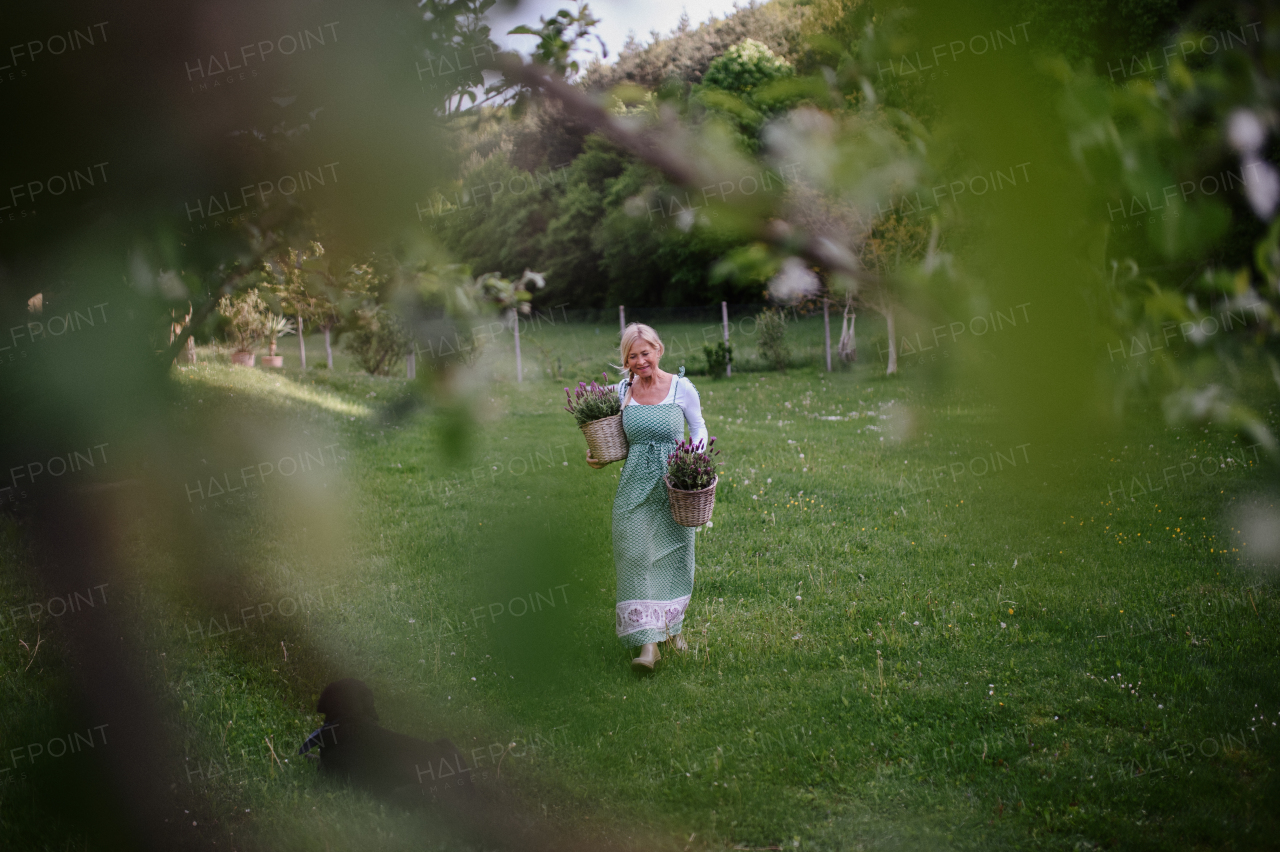 Portrait of a happy senior woman florist carrying basket with planted lavender outdoors in garden.