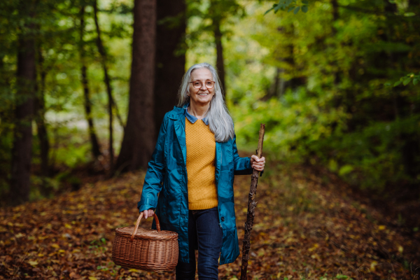 A happy senior woman with basket and stick on walk outdoors in forest in autumn.