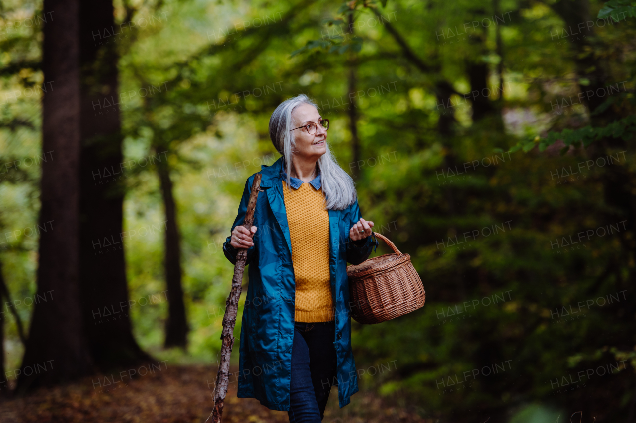 A happy senior woman with basket and stick on walk outdoors in forest in autumn.