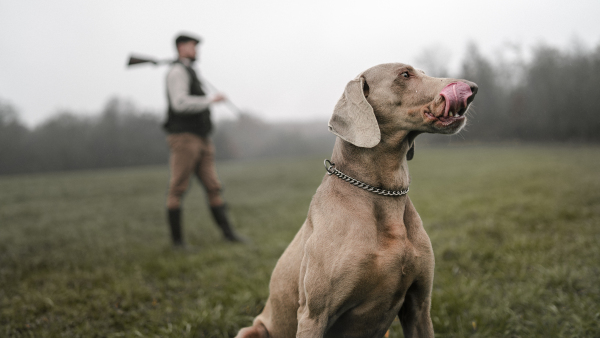 A hunter man with dog in traditional shooting clothes on field holding shotgun.