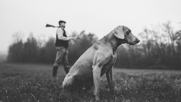 A hunter man with dog in traditional shooting clothes on field holding shotgun, black and white photo.