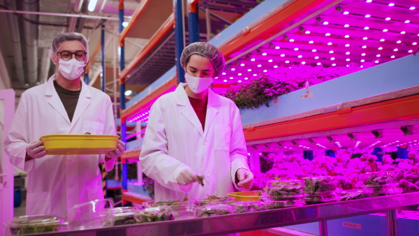 Side view of workers with face mask on aquaponic farm, sustainable business and coronavirus.