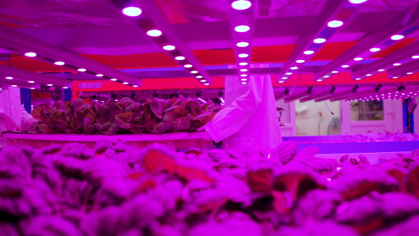 Side view of unrecognizable workers on aquaponic farm, sustainable business and coronavirus.