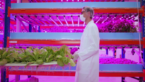 Side view of workers with face mask on aquaponic farm, sustainable business and coronavirus.