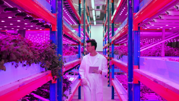 Portrait of worker with tablet on aquaponic farm, sustainable business and artificial lighting.