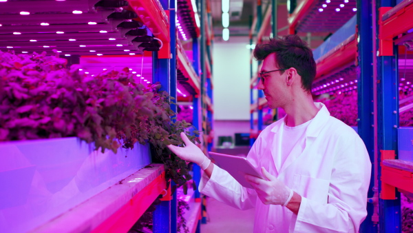 Portrait of worker with tablet on aquaponic farm, looking at camera. Sustainable business and artificial lighting.