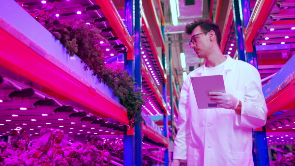 Portrait of worker with tablet on aquaponic farm, sustainable business and artificial lighting.