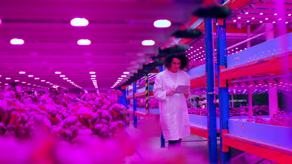 Portrait of worker with tablet on aquaponic farm, sustainable business and artificial lighting.