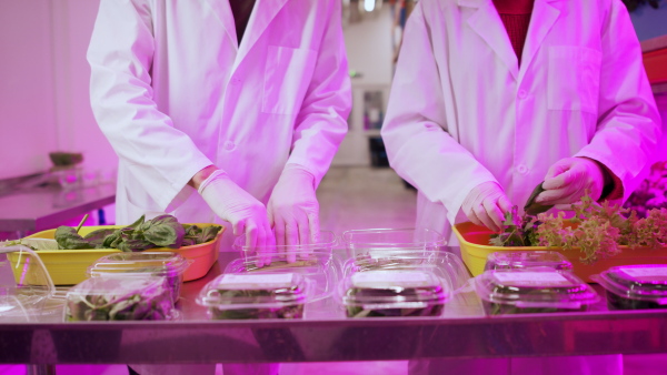 Unrecognizable workers with gloves working on aquaponic farm, sustainable business and coronavirus.