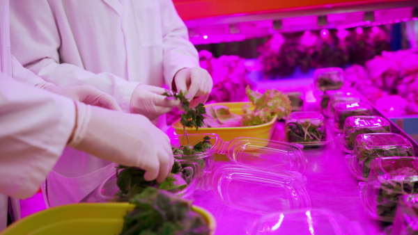 Side view of unrecognizable workers with gloves working on aquaponic farm, sustainable business and coronavirus.