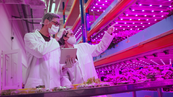 Side view of workers with face mask and tablet on aquaponic farm, sustainable business and coronavirus.