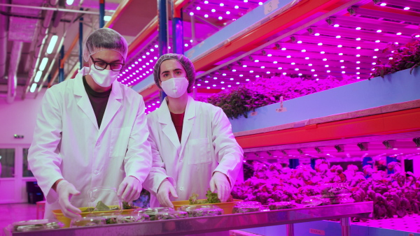 Front view of workers with face mask on aquaponic farm, looking at camera. Sustainable business and coronavirus.