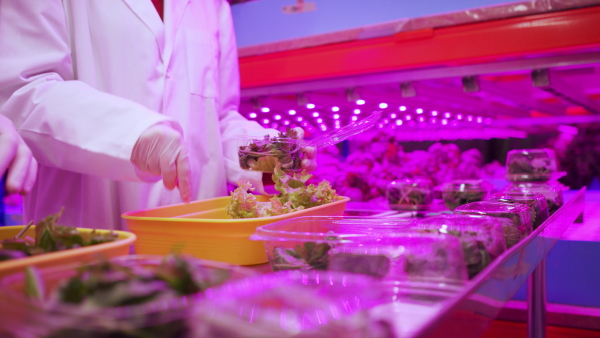 Side view of unrecognizable workers with gloves working on aquaponic farm, sustainable business and coronavirus.