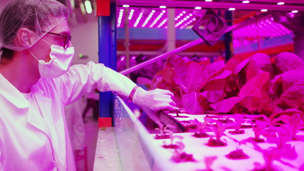 Side view of worker with face mask on aquaponic farm, sustainable business and coronavirus.