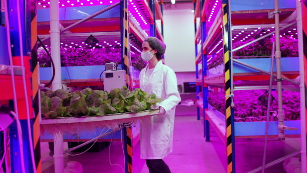 Side view of workers with face mask on aquaponic farm, sustainable business and coronavirus.