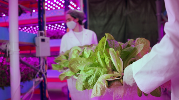 Side view of workers with face mask on aquaponic farm, sustainable business and coronavirus.