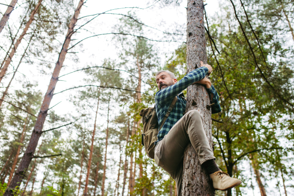 Frightened man is hiding from bear on a tree, holding on trunk with hands and feet.