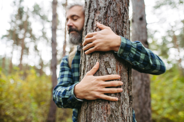 Frightened man is hiding from bear on a tree, holding on trunk with hands and feet.