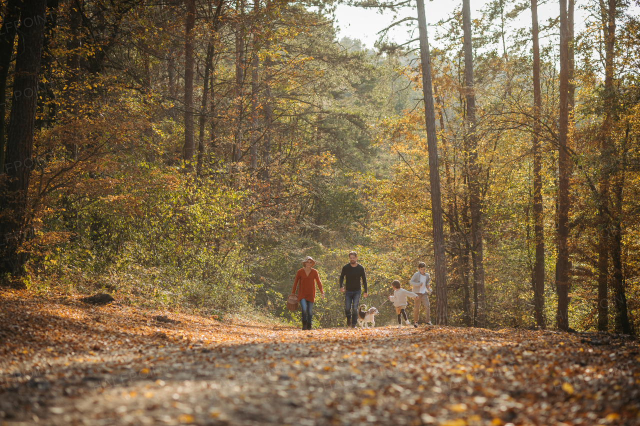 Young family with two kids and dog on a walk in autumn forest and mushroom hunting.