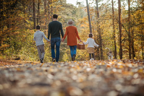 Young family with two kids and dog on a walk in autumn forest. Rear view, walking and holding hands