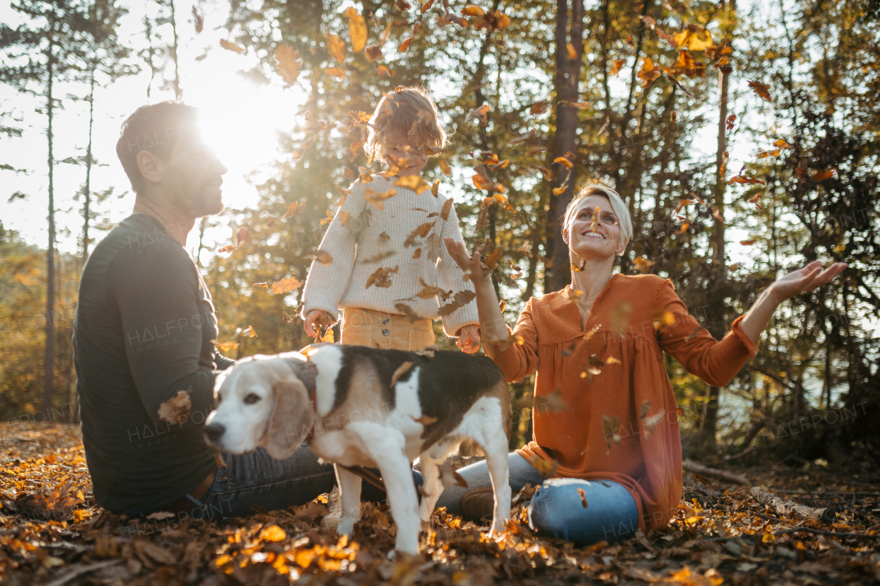 Young family with small children and dog on a walk in autumn forest. Throwing dry colorful leaves in the air