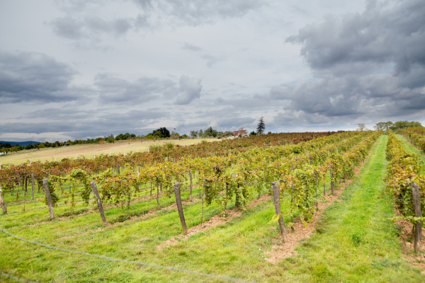 Vineyard with rows of grapevines stretching into the distance, stormy sky above