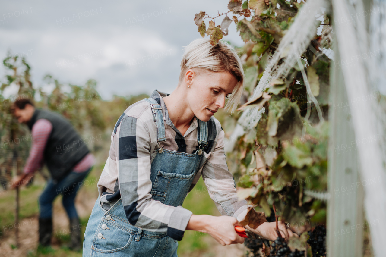 Woman holding gardening shears and picking grapes from a grapevine. Manual grape harvesting in family-run vineyard.