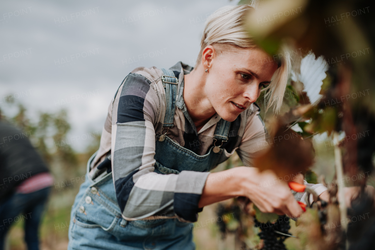 Woman holding gardening shears and picking grapes from a grapevine. Manual grape harvesting in family-run vineyard.