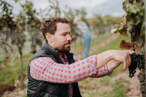 Handsome man holding gardening shears and picking grapes from a grapevine. Manual grape harvesting in family-run vineyard.