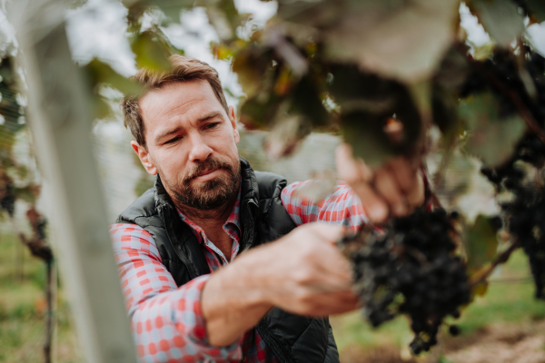 Handsome man holding gardening shears and picking grapes from a grapevine. Manual grape harvesting in family-run vineyard.