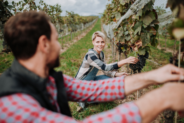 Married couple, owners of vineyard hand-picking grapes from a grapevine. Manual grape harvesting in family-run vineyard.