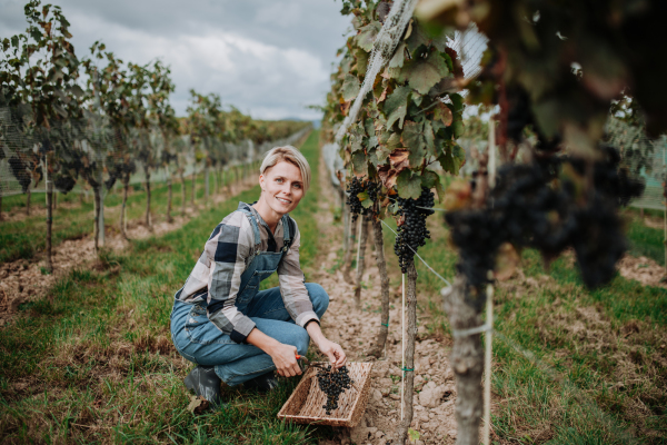 Woman holding gardening shears and picking grapes from a grapevine. Manual grape harvesting in family-run vineyard.