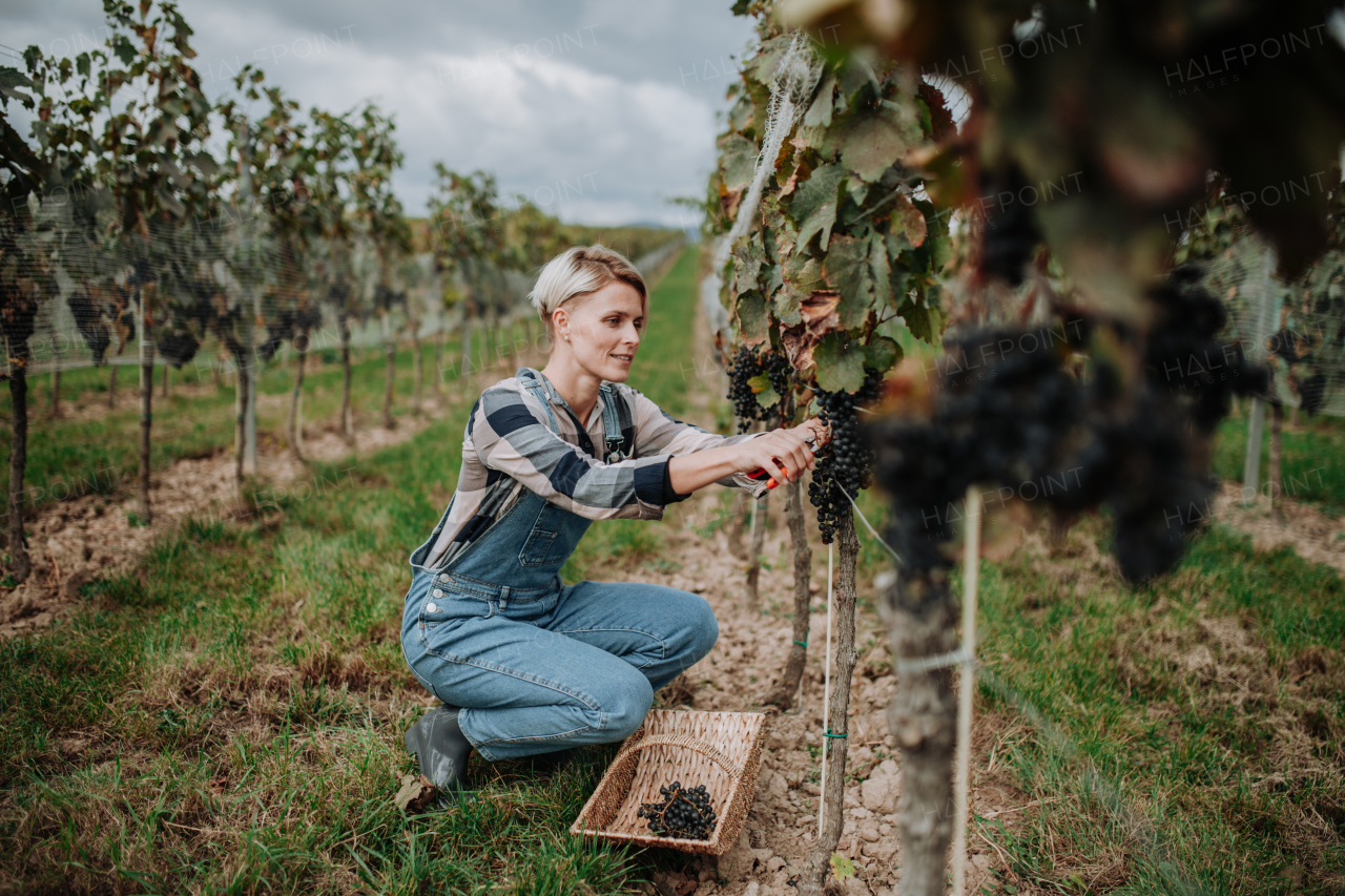 Woman holding gardening shears and picking grapes from a grapevine. Manual grape harvesting in family-run vineyard.