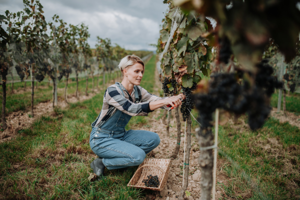 Woman holding gardening shears and picking grapes from a grapevine. Manual grape harvesting in family-run vineyard.