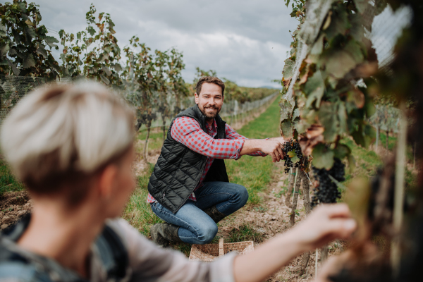 Married couple, owners of vineyard hand-picking grapes from a grapevine. Manual grape harvesting in family-run vineyard.