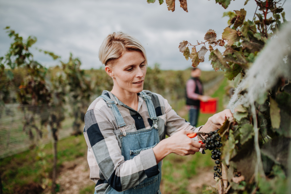 Woman holding gardening shears and picking grapes from a grapevine. Manual grape harvesting in family-run vineyard.