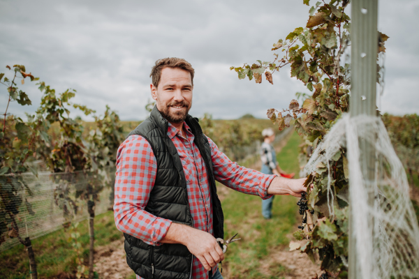 Handsome man holding gardening shears and picking grapes from a grapevine. Manual grape harvesting in family-run vineyard.