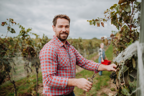 Handsome man holding gardening shears and picking grapes from a grapevine. Manual grape harvesting in family-run vineyard.