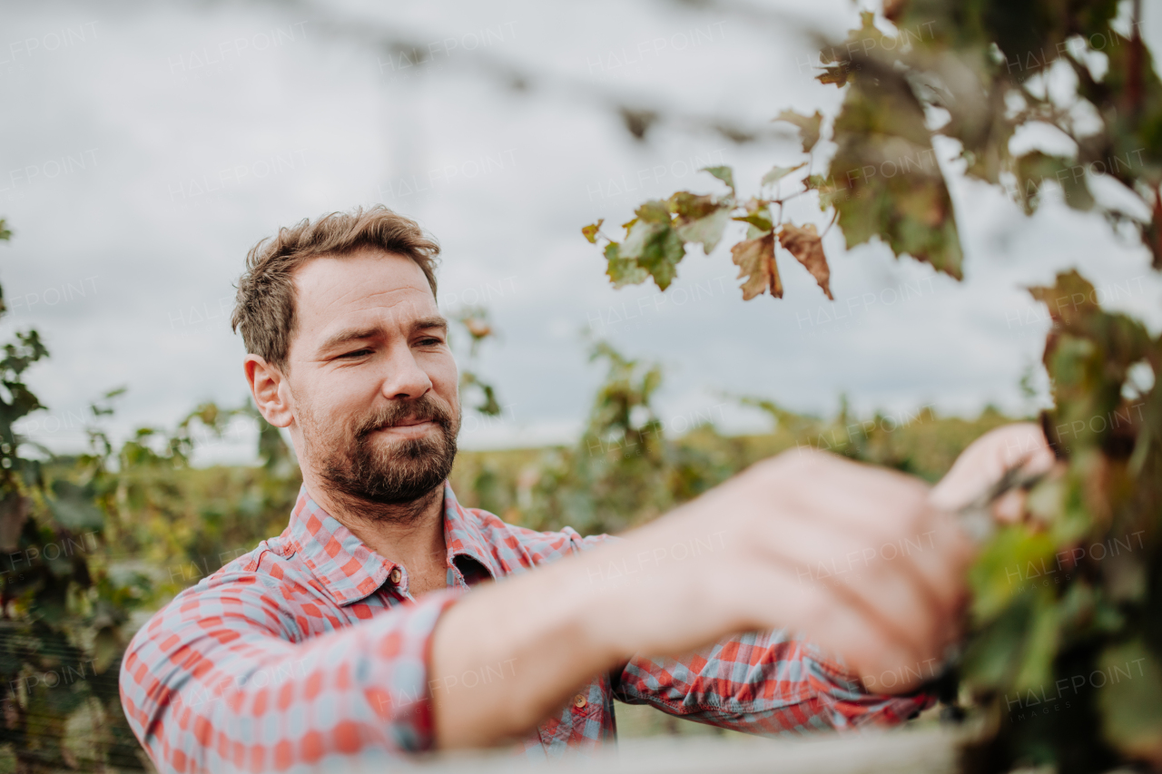 Handsome man holding gardening shears and picking grapes from a grapevine. Manual grape harvesting in family-run vineyard.