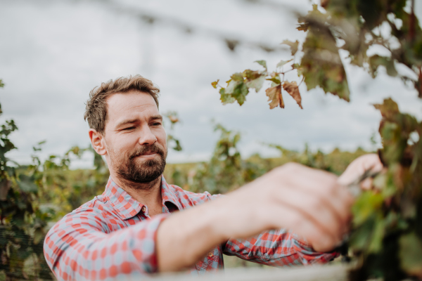 Handsome man holding gardening shears and picking grapes from a grapevine. Manual grape harvesting in family-run vineyard.